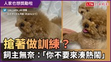 搶著做訓練？狗兄奪走妹妹光彩　飼主無奈：「別來湊熱鬧」