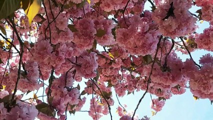 Nature Relaxing Music, The Deepest Healing Music , Deep Meditation Music , Soothing Meditation