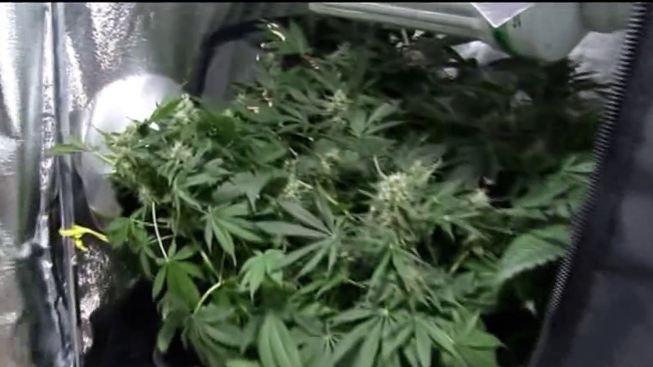 Légalisation du cannabis : la fausse solution ?