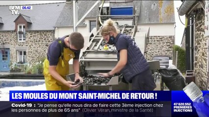 Les moules du Mont-Saint-Michel, certifiées AOP, sont de retour