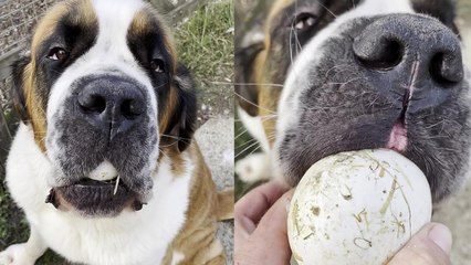 'The Best Egg Collector Ever - Cute Dog Tries to Fit a Goose Egg in her Mouth'
