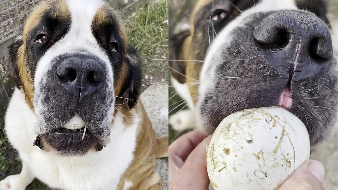 'The Best Egg Collector Ever - Cute Dog Tries to Fit a Goose Egg in her Mouth'