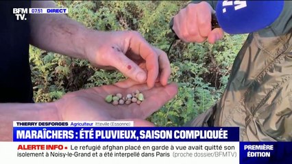 La météo estivale a aussi impacté la production de pois chiches en Essonne