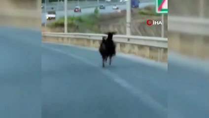 Otobana çıkan keçi, trafiği alt üst etti