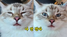 "나 안 잔다" 엽사 찍는 집사랑 눈 마주치자 정색한 야옹이