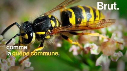 À quoi les guêpes servent-elles ?