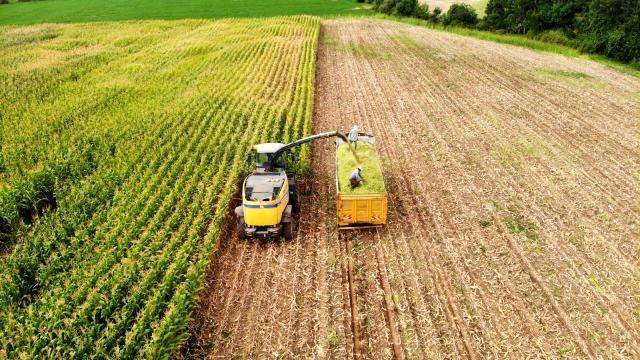Devlet destek verdi, Bingöl'de silajlık mısır üretimi 14 bin tondan 80 bin tona ulaştı