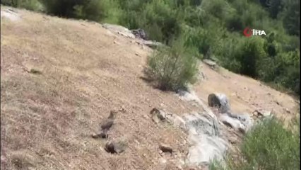 Kütahya Simav'da bin kınalı keklik doğa ile buluştu