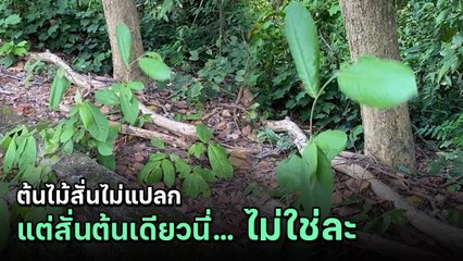 สาวงง เจอต้นไม้สั่นไม่หยุด สั่นอยู่ต้นเดียว หรือนี่คือญาติน้องบอง TikTok