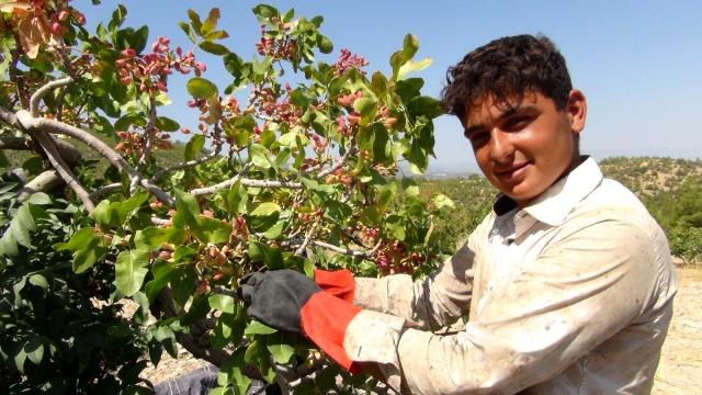 Silifke'de Antep fıstığı hasadı coşkusu