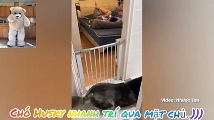 ★ Chó Husky nhanh trí qua mặt chủ.))) #giaitriz