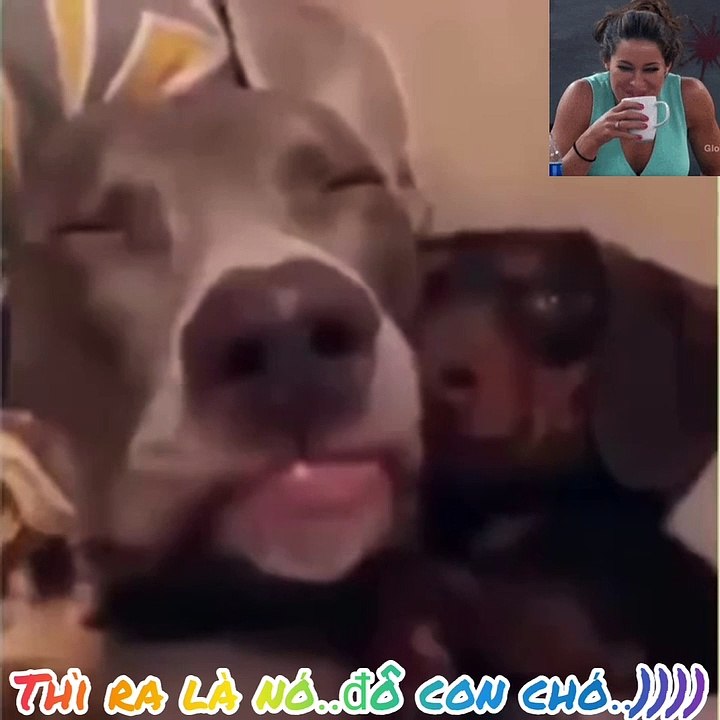 ★ thì ra là nó ..đồ con chó.)))) #giaitriz