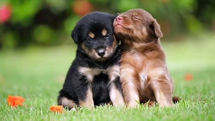OMG ‍♂️  So cute Baby Dog  ❤️ Funny video  pet animal / kitten fails / vines