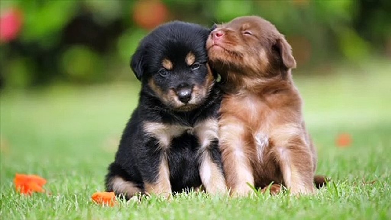 OMG ‍♂️  So cute Baby Dog  ❤️ Funny video  pet animal / kitten fails / vines