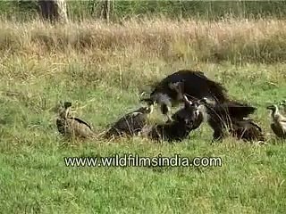 A vulture takes flight with the food leaving the others to chase after it _ Corbett N. Park
