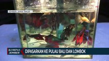 Budidaya Ikan Cupang Datangkan Cuan, Dijual Hingga ke Luar Pulau