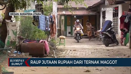 Raup Untung Dari Budidaya Ulat Maggot