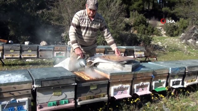 2 bin metrede kovanından çıkmadan, kilogramı 150 TL den alıcı buluyor