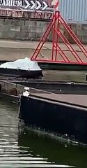 Unexpected visitor to Skegness boating lake