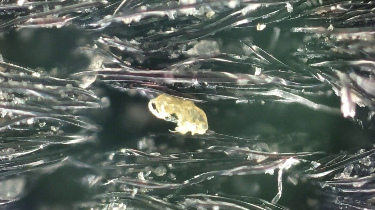 mouse pad under the microscope