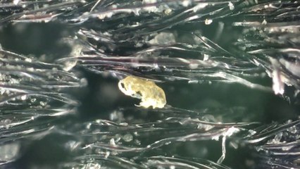 mouse pad under the microscope