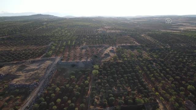 İdlib'de siviller, Esed rejiminin saldırılarına rağmen incir hasat ediyor