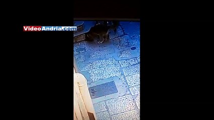 Ad Andria: il cane fa la cacca, il proprietario la "copre" senza raccoglierla. Filmato dalle telecamere - video