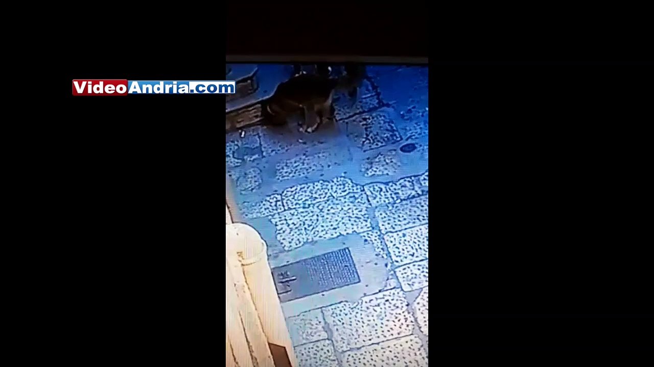 Ad Andria: il cane fa la cacca, il proprietario la "copre" senza raccoglierla. Filmato dalle telecamere - video