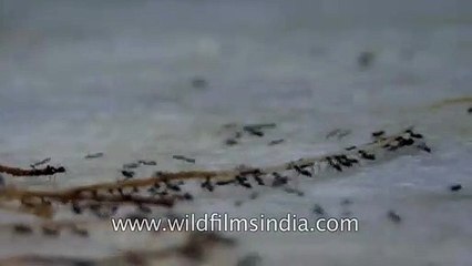 Amazing ants carrying 50 times their own body weight!