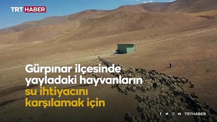 Yaylaya ulaşan suyu halaylarla kutladılar
