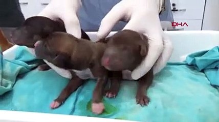 Doğum sancısı tutan köpek acile gitti