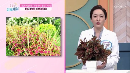 ❛이것❜으로 지방 활활 태우고 요요까지 막자↗ TV CHOSUN 210824 방송