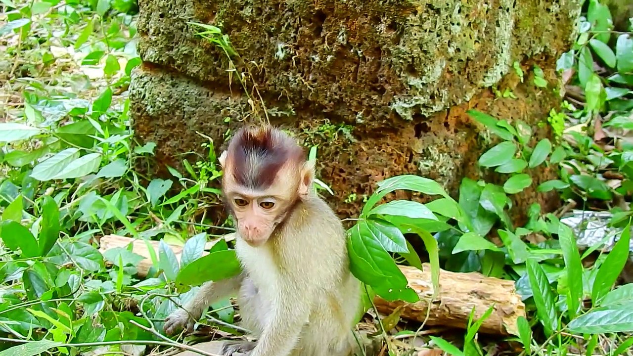 33Life Monkey Team Sovana