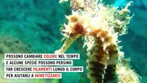 Non ha lo stomaco e il maschio partorisce: tutti i segreti dei cavallucci marini