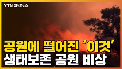 [자막뉴스] 공원에 날아든 '이것' 때문에...생태숲 60% 잿더미로 / YTN