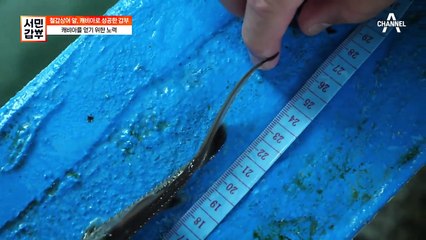 겉으로는 평온하지만, 수조 속은 전쟁터♨?! 고른 성장을 위해 반복되는 선별 작업