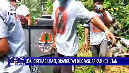 Perjalanan Panjang Pelepasliaran Orangutan ke Hutan, Setelah Jalani Rehabilitasi