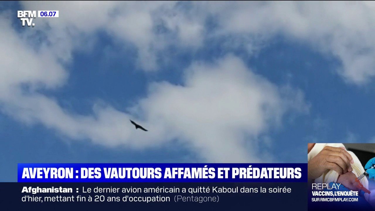 Dans l'Aveyron, des éleveurs accusent les vautours de s'attaquer à des bêtes vivantes