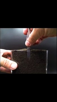 Buto Hanggang Sa Flower Part 2