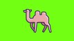 Camel Animated Green Screen icon