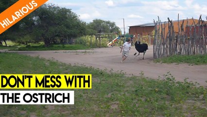 ''Run Owen Run' - FURIOUS Ostrich Chases Man | Try Not to Laugh '