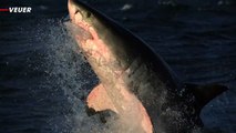 This Great White Shark Video Reminds Us Why They’re Such Terrifying Creatures
