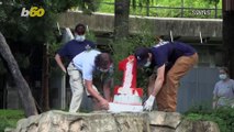 Giant Panda Celebrates 1st Birthday at the National Zoo in DC!