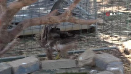 Tedavileri tamamlanan 5 şahin, 2 baykuş doğaya bırakıldı