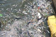 Bostanlı sahile ölü balıklar vurdu