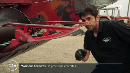 Agriculture : une moisson tardive mais des revenus assurés