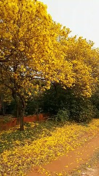 Florada dos ipês amarelos em Umuarama rende belas fotografias e colore as ruas