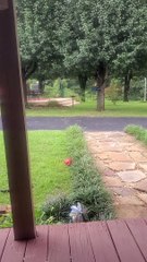 Dog Responds to Squirrel Spotting Call