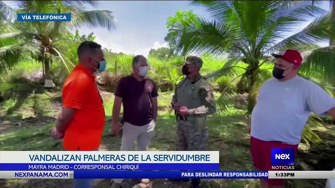 Vandalizan gran cantidad de palmeras en servidumbre de Puerto Armuelles - Nex Noticias