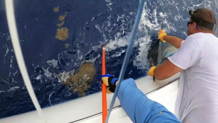 2021 Bermuda Billfish Blast Tournament Video